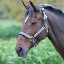 Shires Halfter Topaz Nylon Orange -Waldhausen Verkaufe 387 grey.6284e4 1