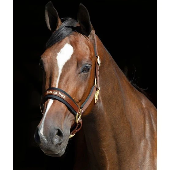 Back On Track Halfter Werano Schwarz 13 Back On Track Halfter Werano Schwarz – Bild 11