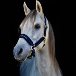 Back On Track Halfter Werano Braun -Waldhausen Verkaufe bot 2064weranohalternavyweb07 1000x.bebfa2 2