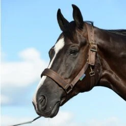 Bucas Halfter Comfort Schwarz -Waldhausen Verkaufe bucas comfort halter brown 0910.15cdcf 1