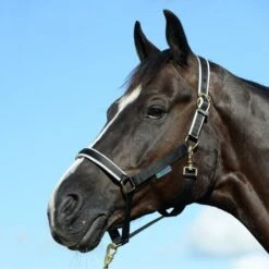 Bucas Halfter Dublin Foal Navy Fohlen -Waldhausen Verkaufe bucas dublin halter black silver 0872.9a3cd5 4