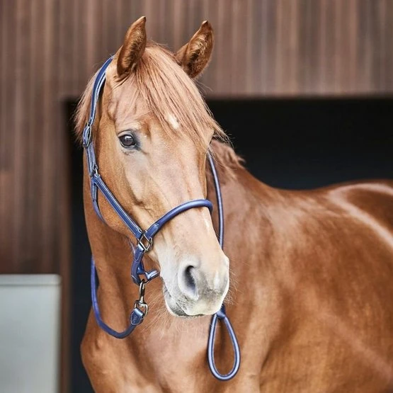 Catago Lederhalfter Schwarz 7 Catago Lederhalfter Schwarz – Bild 5