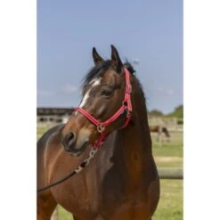 Norton Halfter Grooming Navy -Waldhausen Verkaufe ekkia 510 245 303 ambi.fcf40a