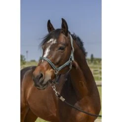 Norton Halfter Grooming Navy -Waldhausen Verkaufe ekkia 510 245 309 ambi.e482f6