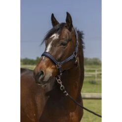 Norton Halfter 4Lines Dunkelgrün -Waldhausen Verkaufe ekkia 510 246 307 ambi.892ecf