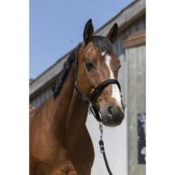 Norton Halfter Satine Honig -Waldhausen Verkaufe ekkia 510 248 302 ambi.11e370 5