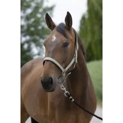 Norton Halfter Satine Honig -Waldhausen Verkaufe ekkia 510 248 318 ambi.486e33 5