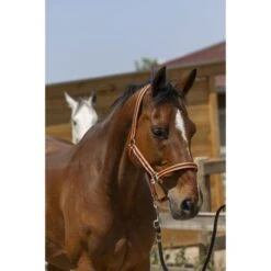 Norton Halfter Satine Honig -Waldhausen Verkaufe ekkia 510 248 325 ambi.65bb1c 5