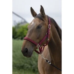 Norton Halfter Satine Burgundy/schwarz -Waldhausen Verkaufe ekkia 510 248 333 ambi.a5ea54 2