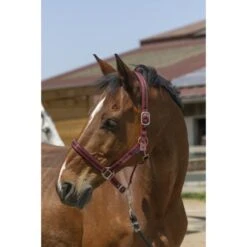 Norton Halfter Satine Burgunderrot -Waldhausen Verkaufe ekkia 510 248 339 ambi.56a7b8 4