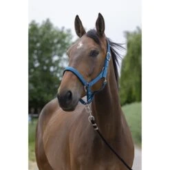 Norton Halfter Satine Honig -Waldhausen Verkaufe ekkia 510 248 340 ambi.9955a0 5