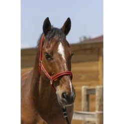 Norton Halfter Satine Honig -Waldhausen Verkaufe ekkia 510 248 356 ambi 1.5704cc 5