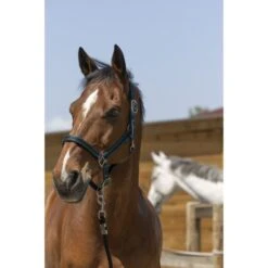 Norton Halfter Satine Honig -Waldhausen Verkaufe ekkia 510 248 392 ambi.c72bc7 5