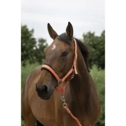 Norton Halfterset Large Blau -Waldhausen Verkaufe ekkia 510 249 325 ambi.6b989e