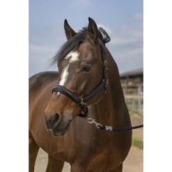 EQUITHÈME Halfter Strass Nylon Burgunderrot -Waldhausen Verkaufe ekkia 510 250 302 ambi.209c99 1