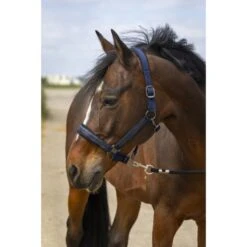 EQUITHÈME Halfter Strass Nylon Burgunderrot -Waldhausen Verkaufe ekkia 510 250 307 ambi.fa8777 1