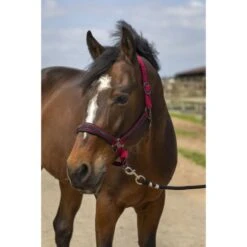 EQUITHÈME Halfter Strass Nylon Grün -Waldhausen Verkaufe ekkia 510 250 333 ambi.6a4f7b