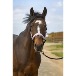 EQUITHÈME Halfter Check Nylon Navy/Schwarz -Waldhausen Verkaufe ekkia 510 251 373 ambi.362211