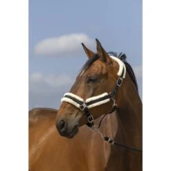 EQUITHÈME Halfter Mouton Nylon Orange/Schwarz -Waldhausen Verkaufe ekkia 510 253 302 ambi.95a8b3