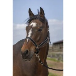 EQUITHÈME Halfter Light Nylon Burgunderrot -Waldhausen Verkaufe ekkia 510 255 302 ambi.24710e 1