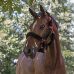 Norton Halfter Vollständig Kunstschaffell Schwarz -Waldhausen Verkaufe ekkia rood.4b1053 1