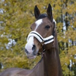 Norton Halfter Confort Himbeere -Waldhausen Verkaufe ekkia z06883 510 016 302 ambi1.0c67ab 1