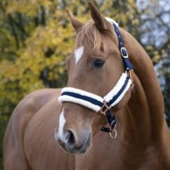 Norton Halfter Confort Schwarz -Waldhausen Verkaufe ekkia z06883 510 016 307 ambi1.931558