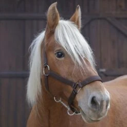 Norton Halfter Pro Schwarz Kaltblut -Waldhausen Verkaufe ekkia z07049 510 194 004.55f698