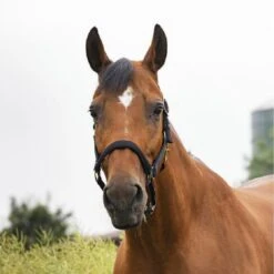 EQUITHÈME Halfter Air Denim Blau -Waldhausen Verkaufe ekkia z07768 510 103 302 ambi.5667fc