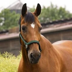 EQUITHÈME Halfter Air Denim Blau -Waldhausen Verkaufe ekkia z07768 510 103 309 ambi.08295c