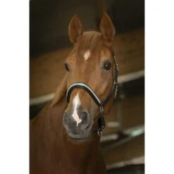 Norton Halfter Pro Diadème Leder Schwarz Warmblut -Waldhausen Verkaufe ekkia z07824 510 299 302 ambi1.30e856