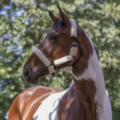 Norton Halfter Vollständig Kunstschaffell Schwarz -Waldhausen Verkaufe ekkia zwart wit.8781d9 1