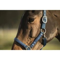 Lami-Cell Halfter Rasberry Vollblut -Waldhausen Verkaufe ekkia22 555 008 306 ambi1.01ee44 1