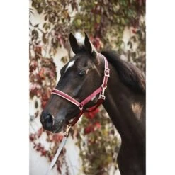 Bucas Halfter Dublin Kohle -Waldhausen Verkaufe exclusivecollection dublin halter exclusive 27094 magicparkstables credit filipparphotography.720b57 2