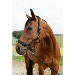 GoLeyGo Halfter 2.0 Schwarz/Fuchsie -Waldhausen Verkaufe glg 322137620.0ca838