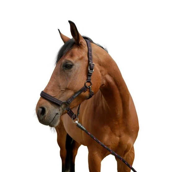 GoLeyGo Halfter 2.0 Braun/Hellblau 9 GoLeyGo Halfter 2.0 Braun/Hellblau – Bild 7