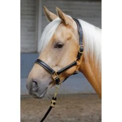 Harry's Horse Lederhalfter Mit Paspel Gold -Waldhausen Verkaufe ha 28500021 goud 2.838b96 1