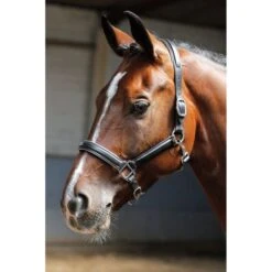 Harry's Horse Lederhalfter Mit Paspel Gold -Waldhausen Verkaufe ha 28500021 zilver 2.7fc84c 1