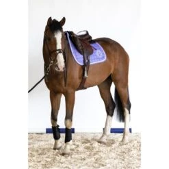 Harcour Schabracke Siriel Springen Violett Warmblut -Waldhausen Verkaufe harcour siriel violet 2.41513c