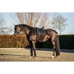 HB Showtime Schabracke Glitty Dressur Schwarz Warmblut -Waldhausen Verkaufe hb 646 zwart.6a8e2f