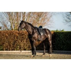 HB Showtime Schabracke Glitty Dressur Schwarz Warmblut -Waldhausen Verkaufe hb 646 zwart.6f6773