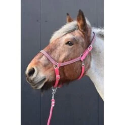 HB Halfter Diamonds Collection Royal Blue -Waldhausen Verkaufe hb 731a fuchsia.5bcad7 3