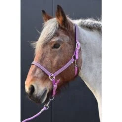 HB Halfter Diamonds Collection Lila -Waldhausen Verkaufe hb 731a light purple.ae4f60