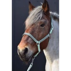 HB Halfter Diamonds Collection Lila -Waldhausen Verkaufe hb 731a mint.64028a