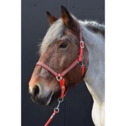 HB Halfter Diamonds Collection Royal Blue -Waldhausen Verkaufe hb 731a rood.f52ef8 3