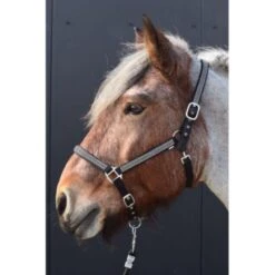 HB Halfter Diamonds Collection Royal Blue -Waldhausen Verkaufe hb 731a zwart.fcc43c 3