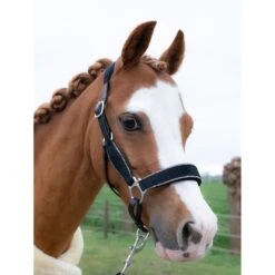 HB Halfter Showtime Velvet Little Sizes Schwarz/Silber -Waldhausen Verkaufe hb 736 zilver.84c24c 2