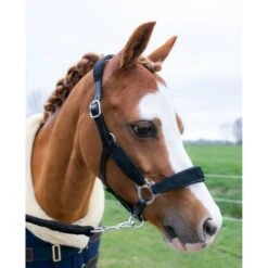 HB Halfter Showtime Velvet Little Sizes Schwarz/Silber -Waldhausen Verkaufe hb 736 zwart.eec612 2