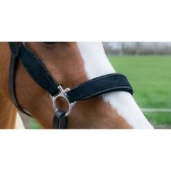 HB Halfter Showtime Velvet Little Sizes Schwarz/Schwarz Funkeln 13 HB Halfter Showtime Velvet Little Sizes Schwarz/Schwarz Funkeln -Waldhausen Verkaufe hb 736 zwart2.3b3e1e 1