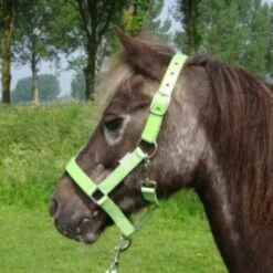 HB Halfter Shine Lack Limette Shetland -Waldhausen Verkaufe hb 739 lime 2.dd0cd1 1